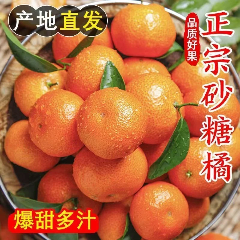 新鲜采摘5斤装金秋砂糖橘自家果园产皮薄多汁水多新鲜包邮YF