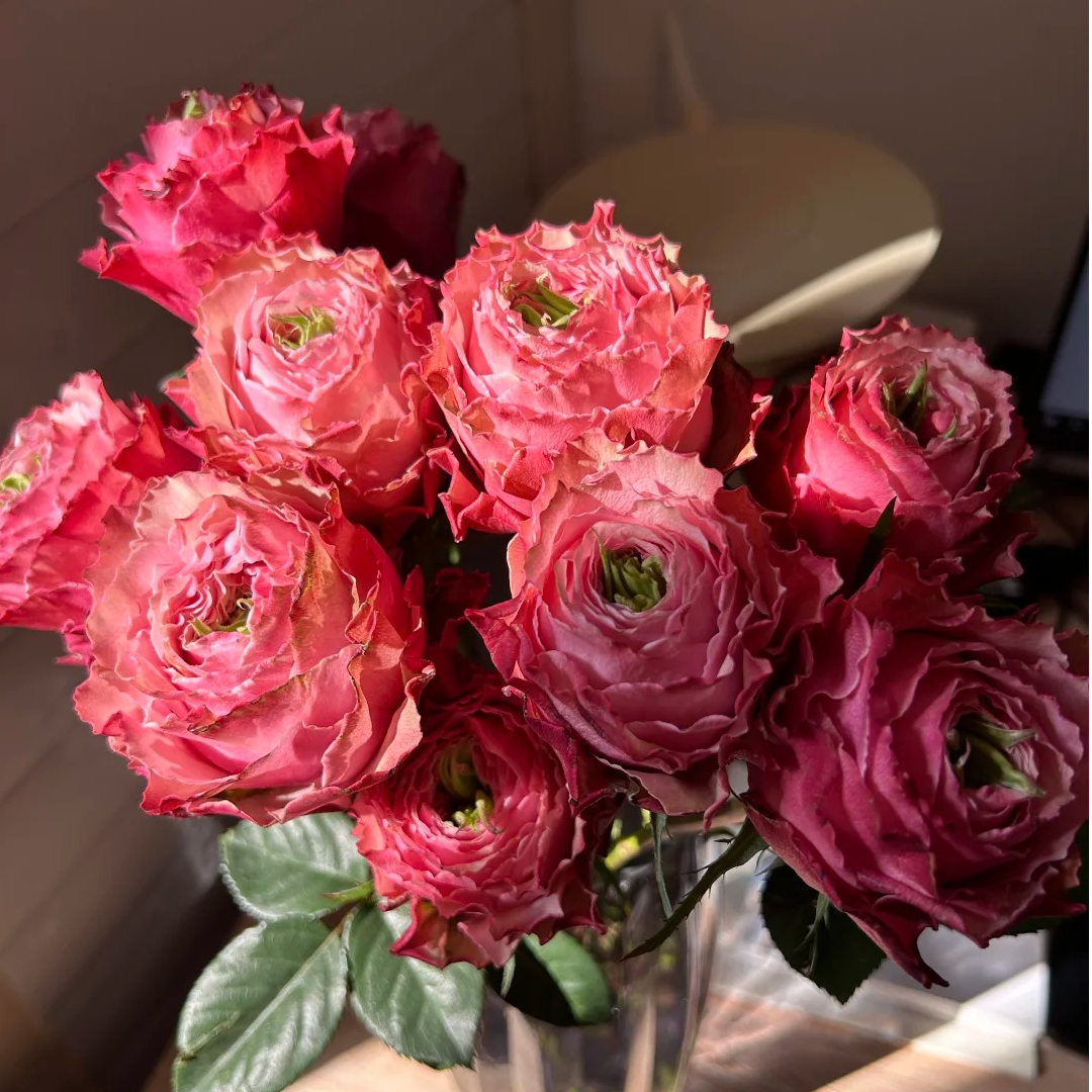 【伯利兹】单头玫瑰 真花鲜切花云一单中通 拍够任意两单鲜花顺丰