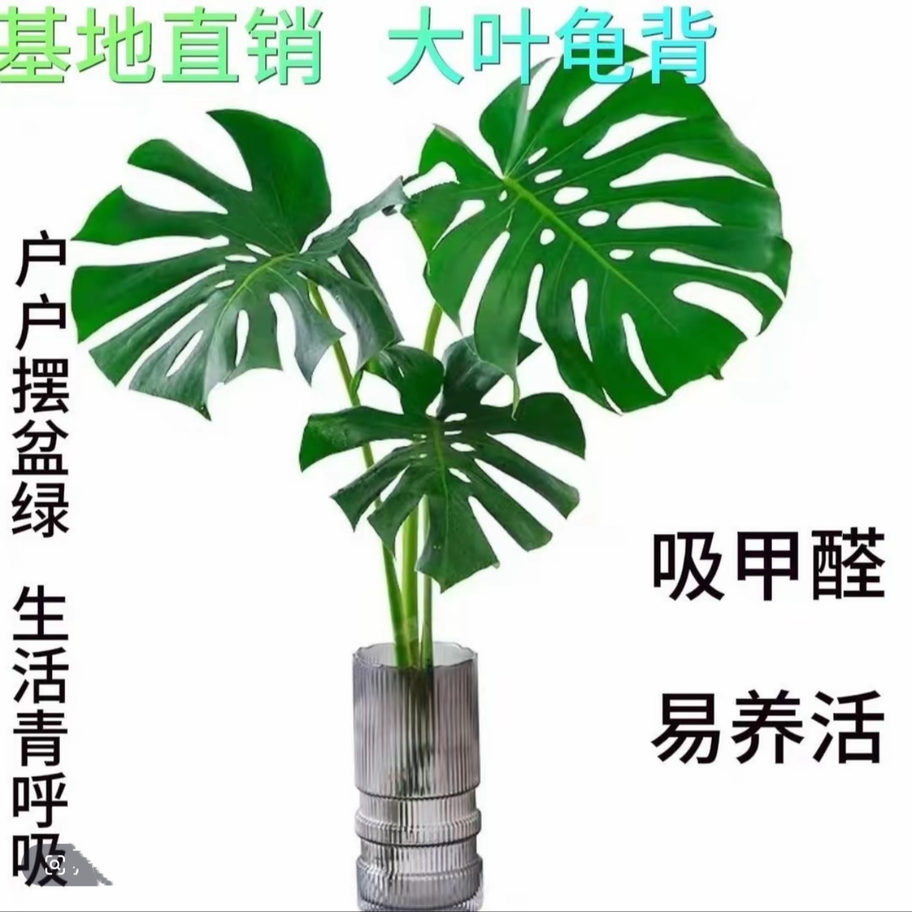 老桩龟背竹水培绿植净化空气适合办公客厅室内摆放