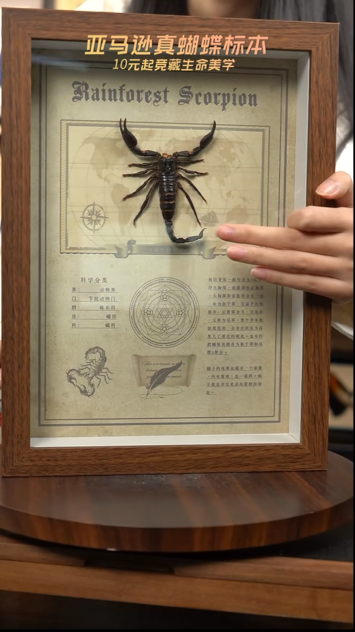 蝎子复古版复古框k234