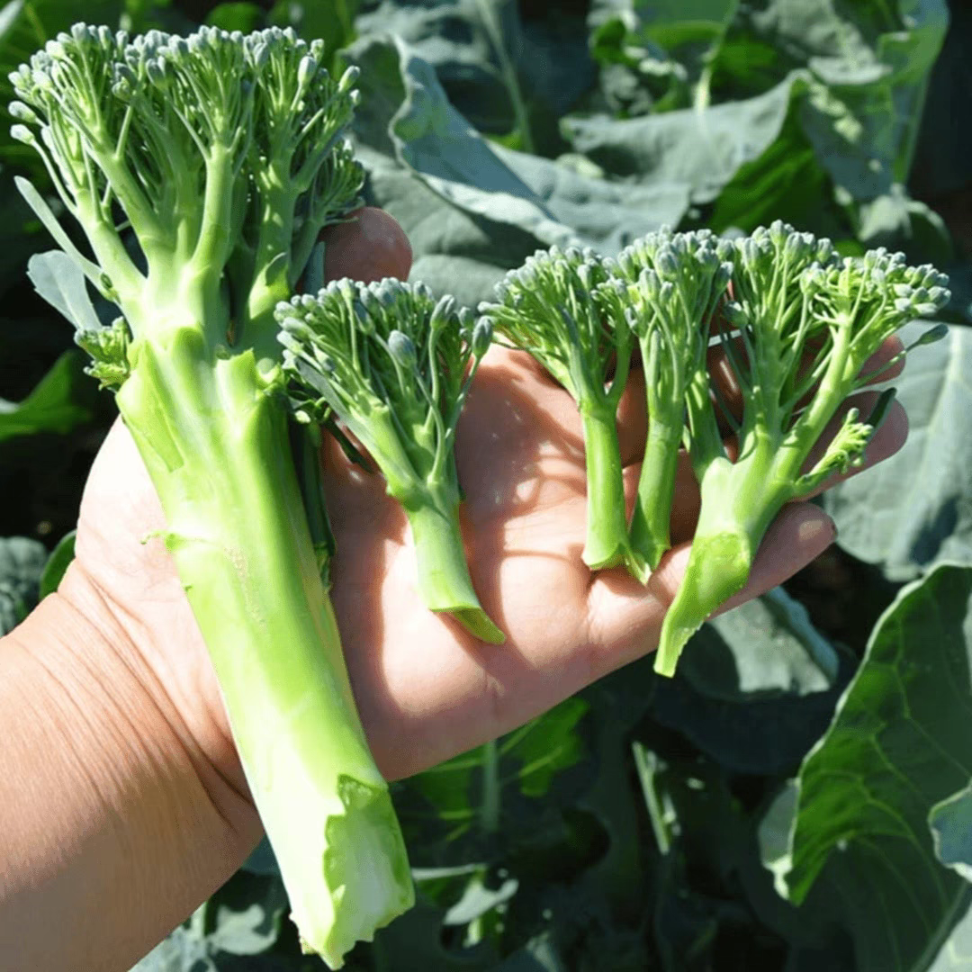 耐寒早熟西兰苔种子夏播秋播春播西兰花种子芥蓝芥兰菜心种子耐热商品图