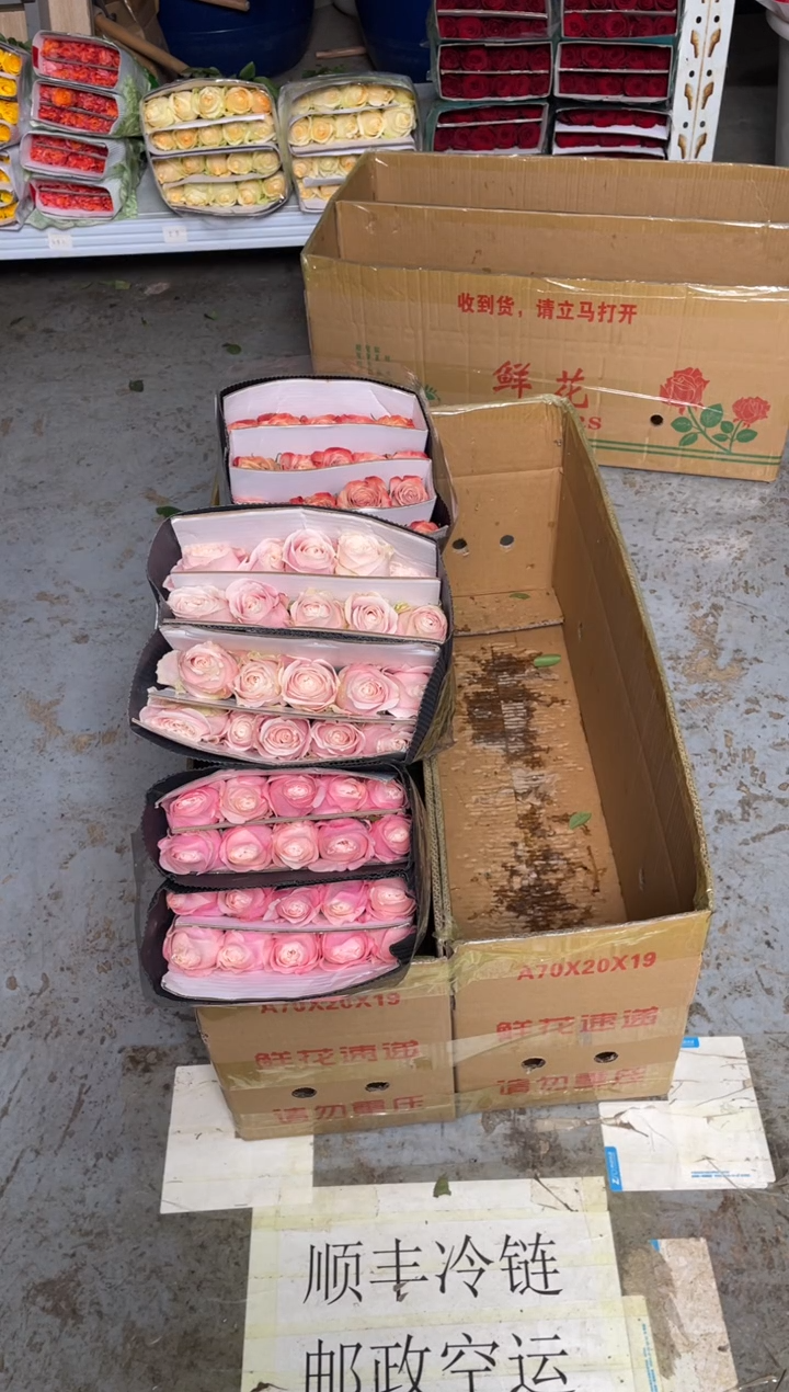凯瑟琳20枝+粉红20枝+卡布20枝