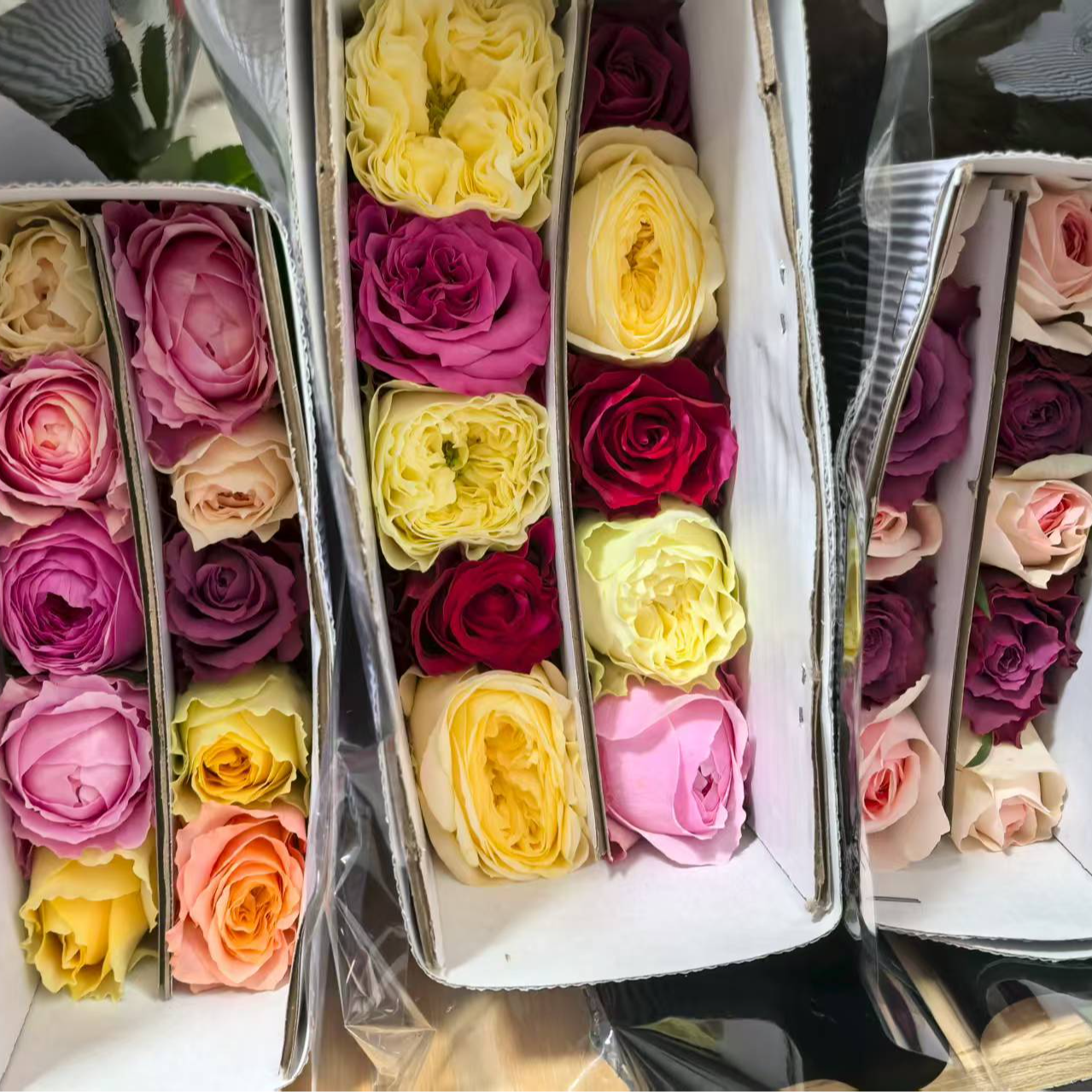 【独鬏鬏优选】A级鲜花 [混色] 单头玫瑰 大基地新鲜采摘 顺丰配送