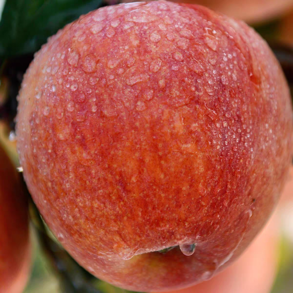 烟台苹果爱妃苹果当季新鲜水果国产新西兰鲜果香甜微酸