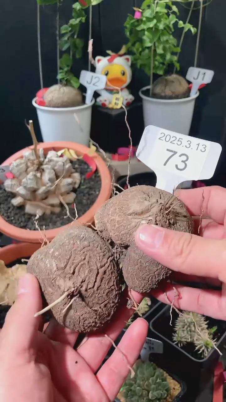 【闪购商品】半球龟甲龙3.13. 73