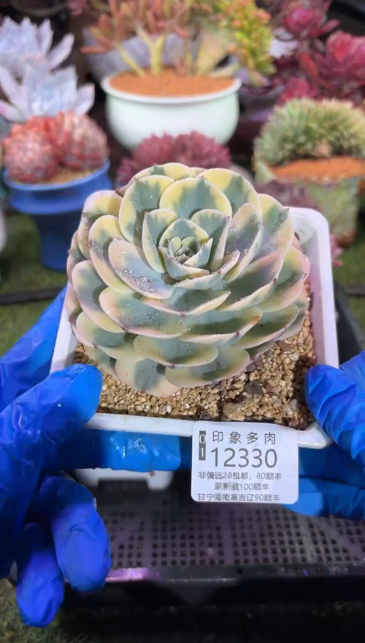 【闪购商品】12330