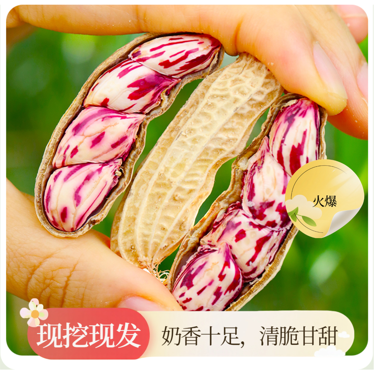 【七彩水果湿花生】新鲜带壳现挖湿花生 颗粒饱满 口感甜脆