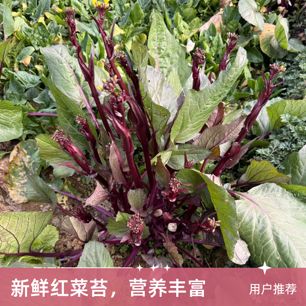 天马本地新鲜红菜苔