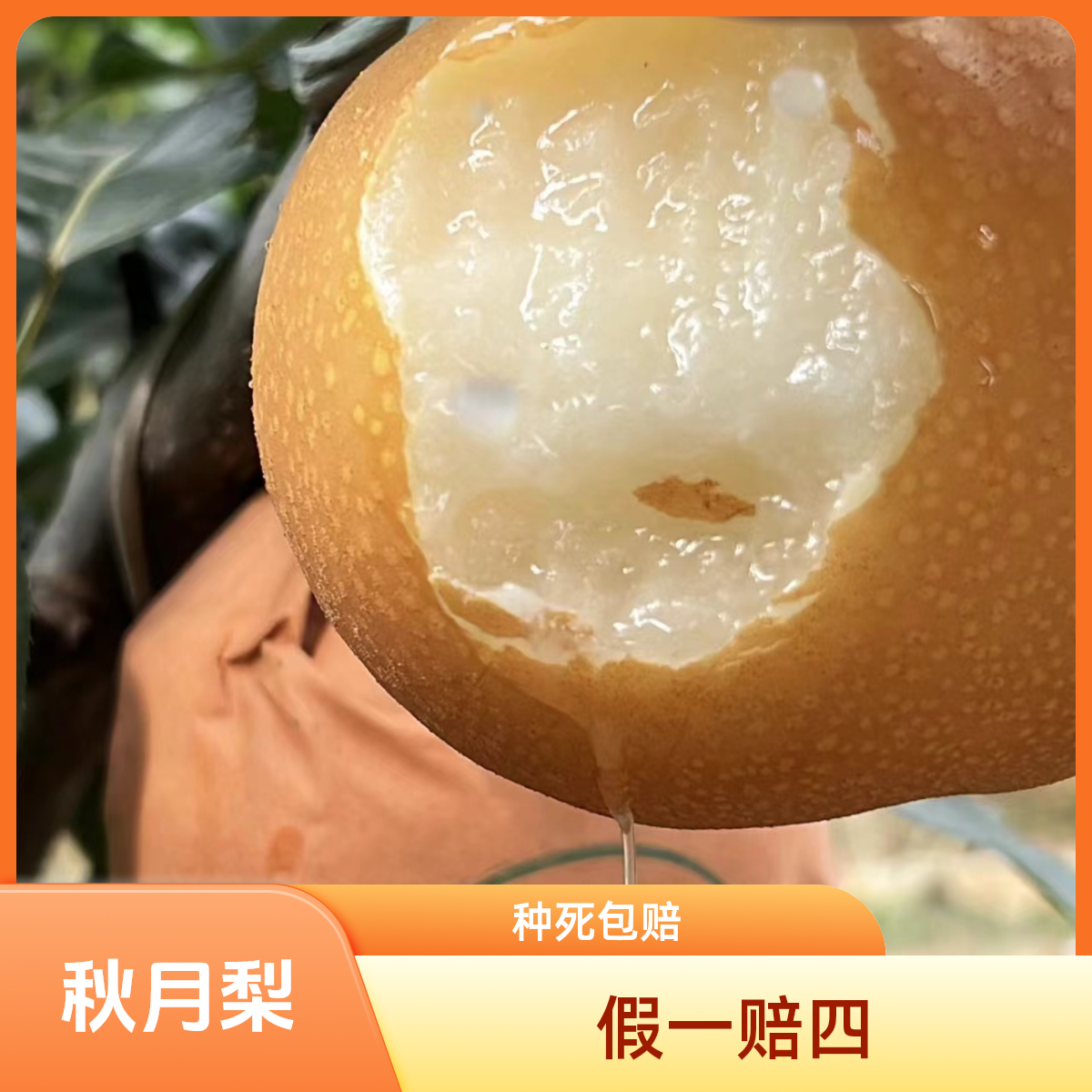 小孙苗木南北方嫁接九月成熟甘甜无渣秋月梨果树苗水果树苗