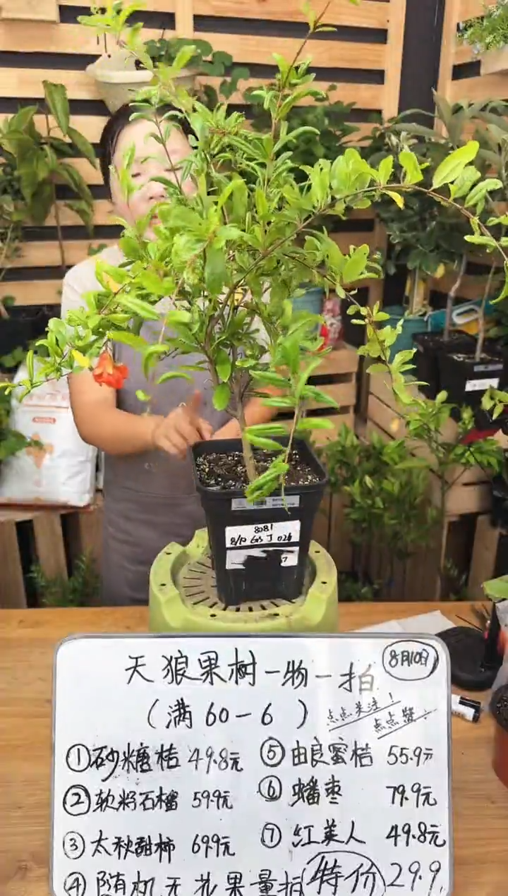 萍软籽石榴 一物一拍 GSJ026
