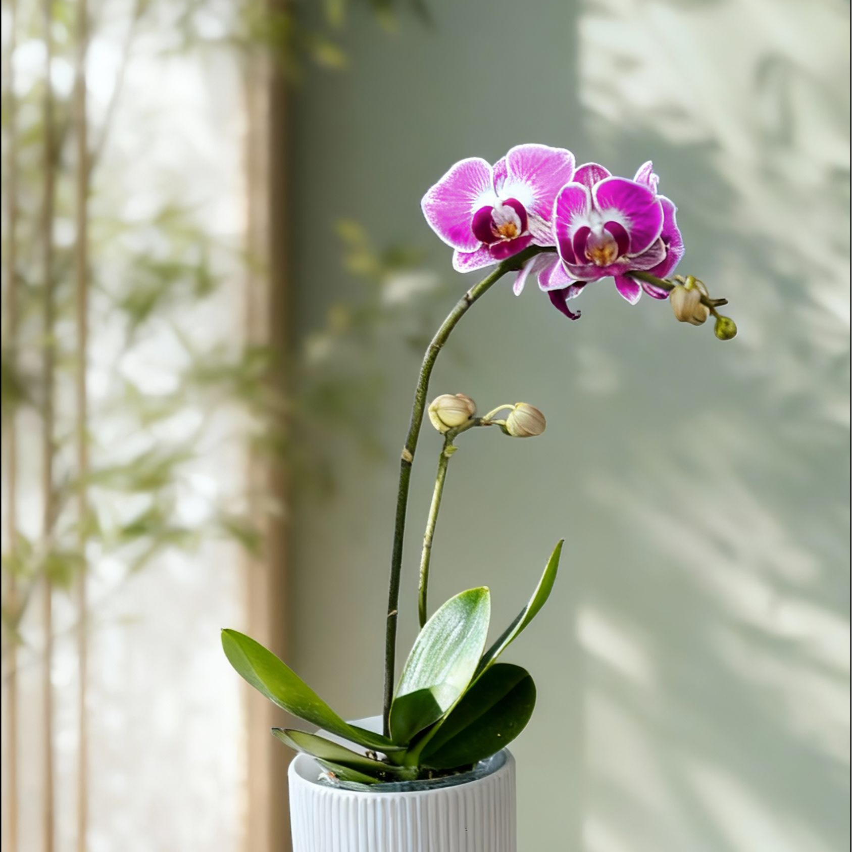 蝴蝶兰【粉木棉】高端花卉 客厅美观 基地直发