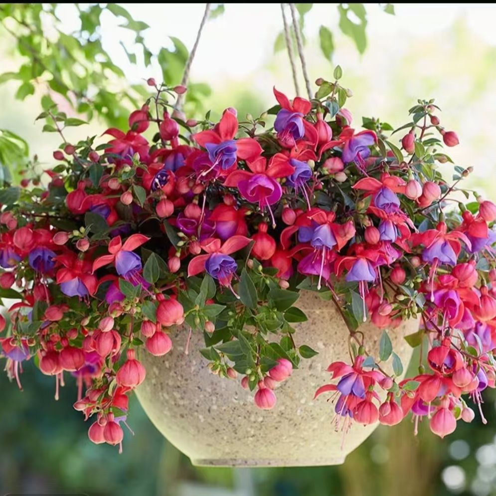 李氏【倒挂金钟】新手好养易爆盆花苗开花盆栽阳台庭院