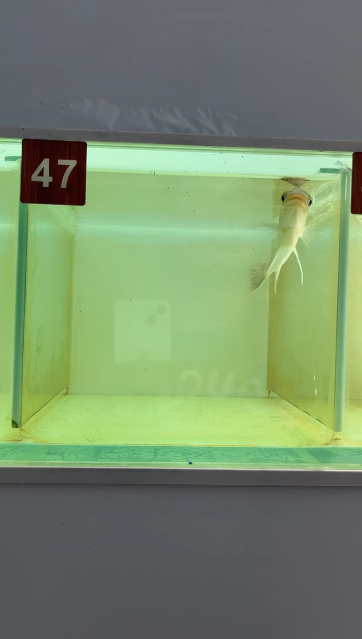 海水三湖慈鲷人工