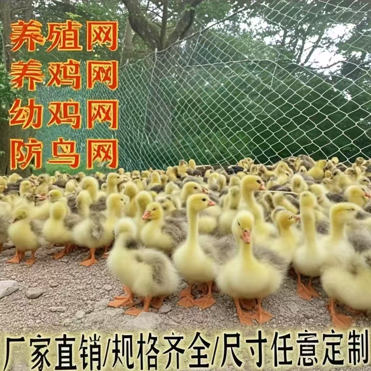 三花大白鹅养殖专用网养殖防护网防鸟网