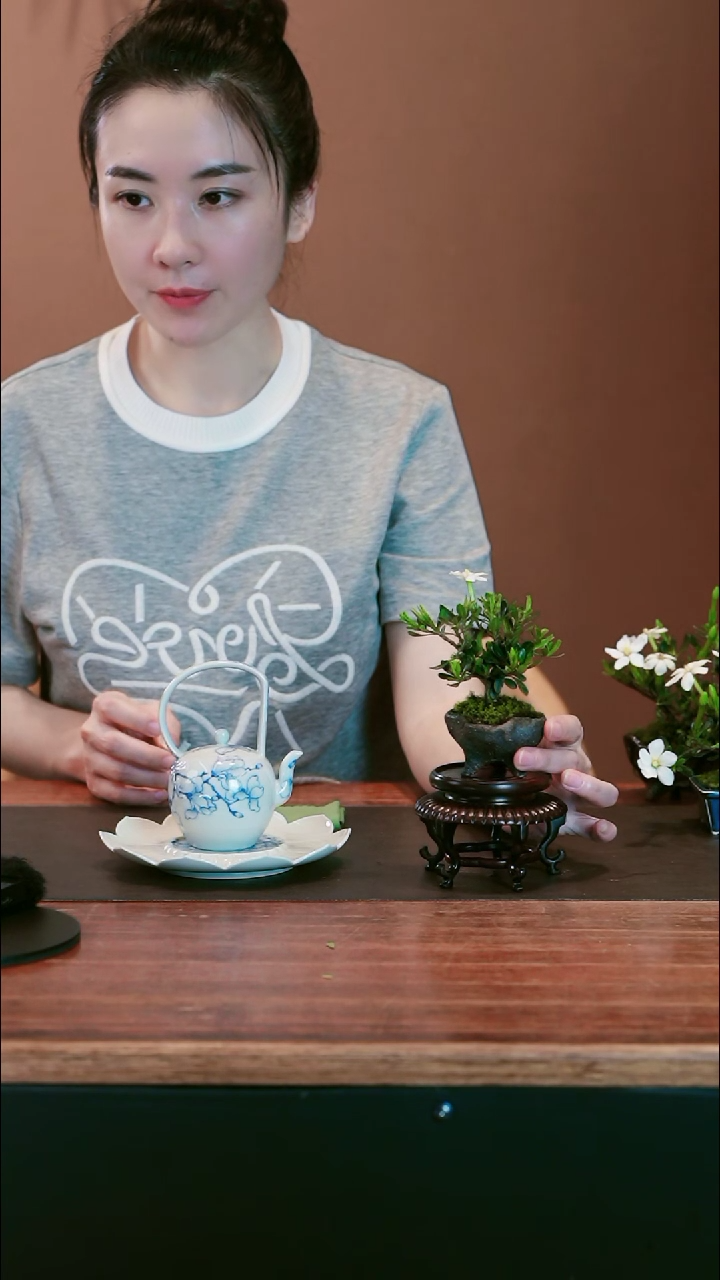 栀子花盆景盆景盆景