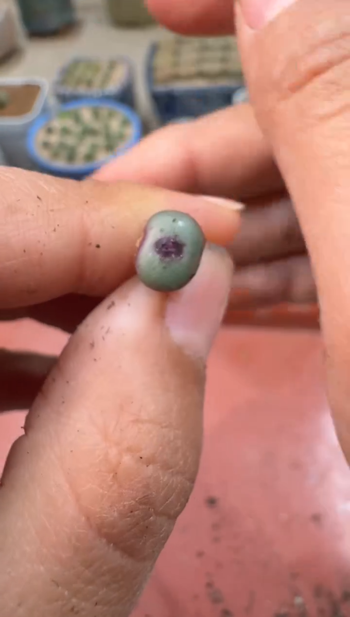 多肉植物肉锥23-77