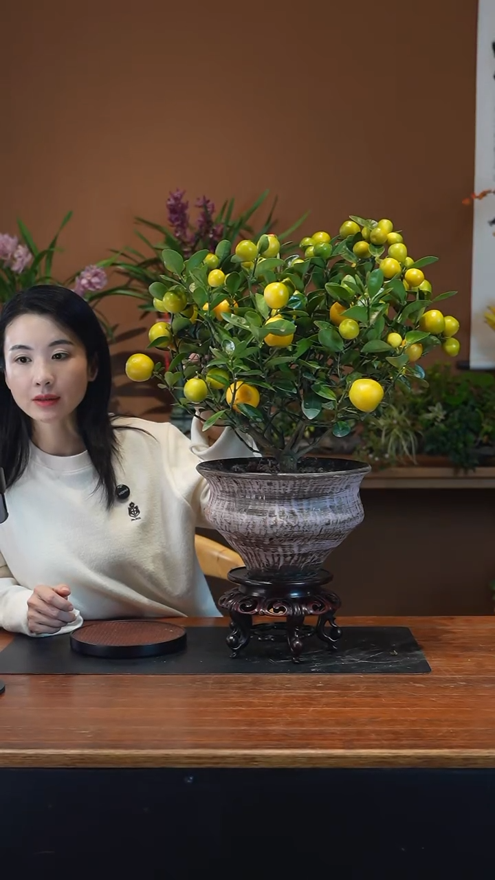 全部花朵金蛋金桔盆景盆景盆景