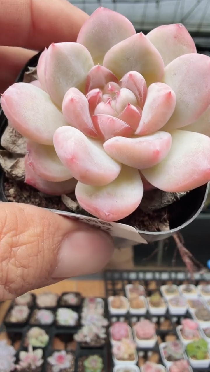 东云多肉园新款-192