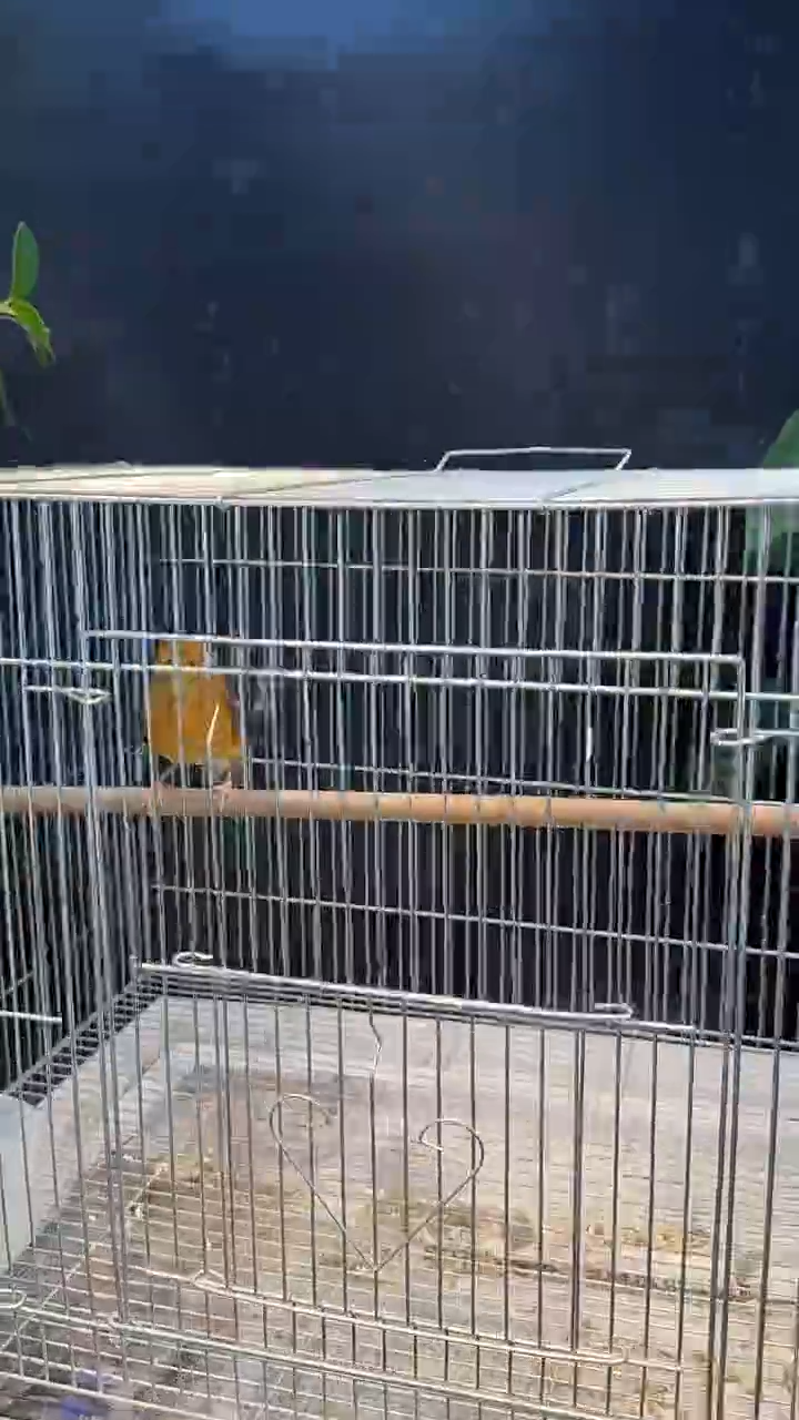 66号  橙头宝宝养笼  0元起拍