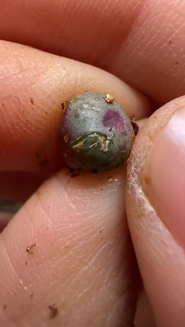 【闪购商品】7--32`SSW