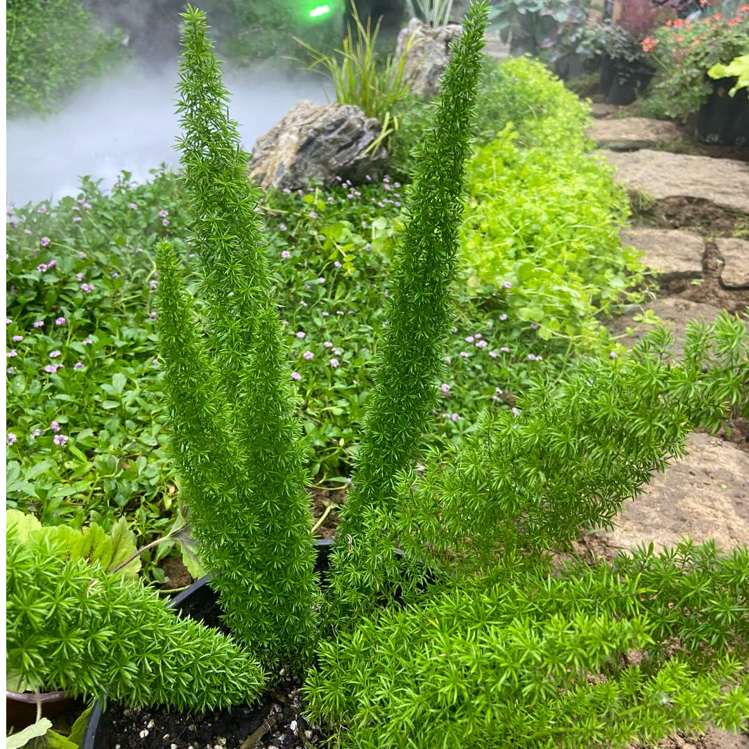 【狐尾天门冬】庭院花园阳台绿植四季常青耐热花卉易养