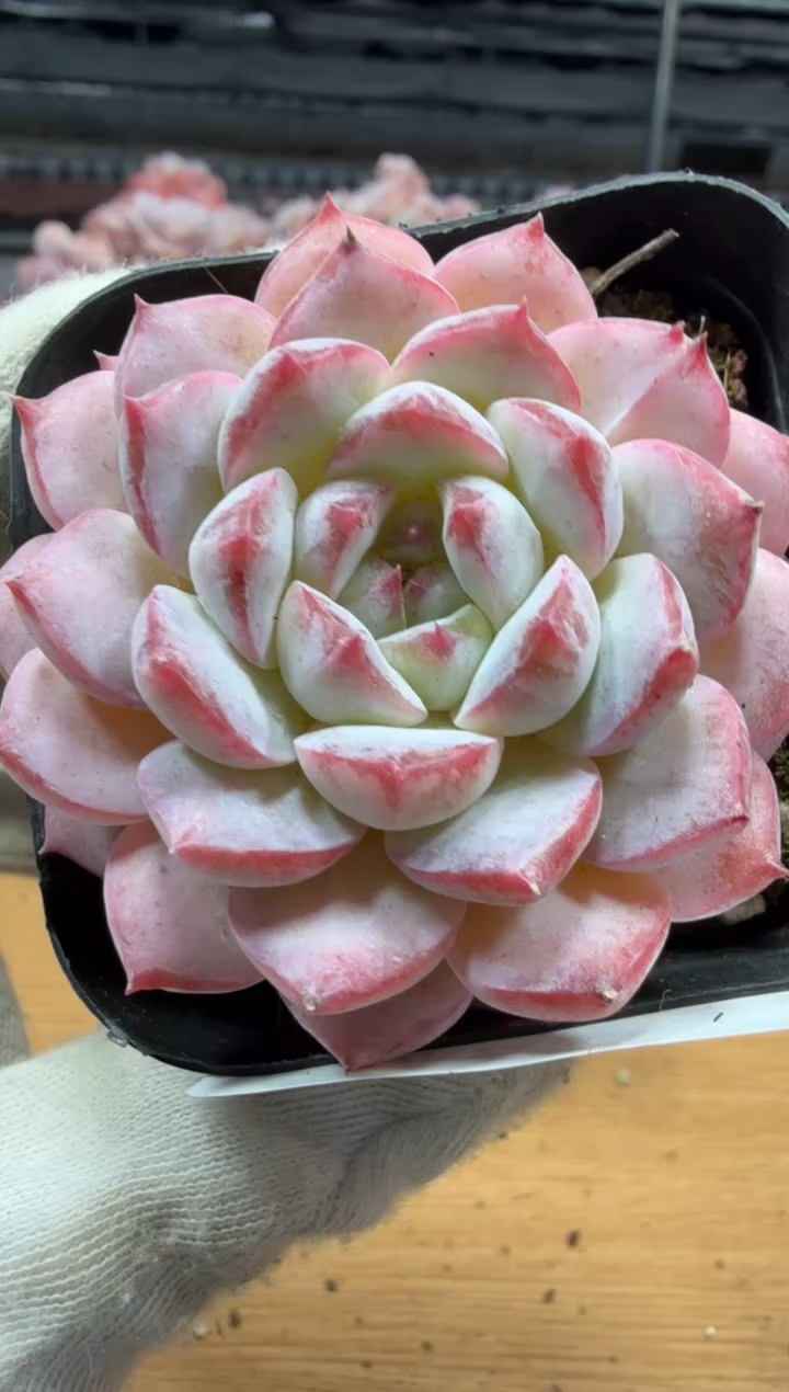 东云多肉园三店-122