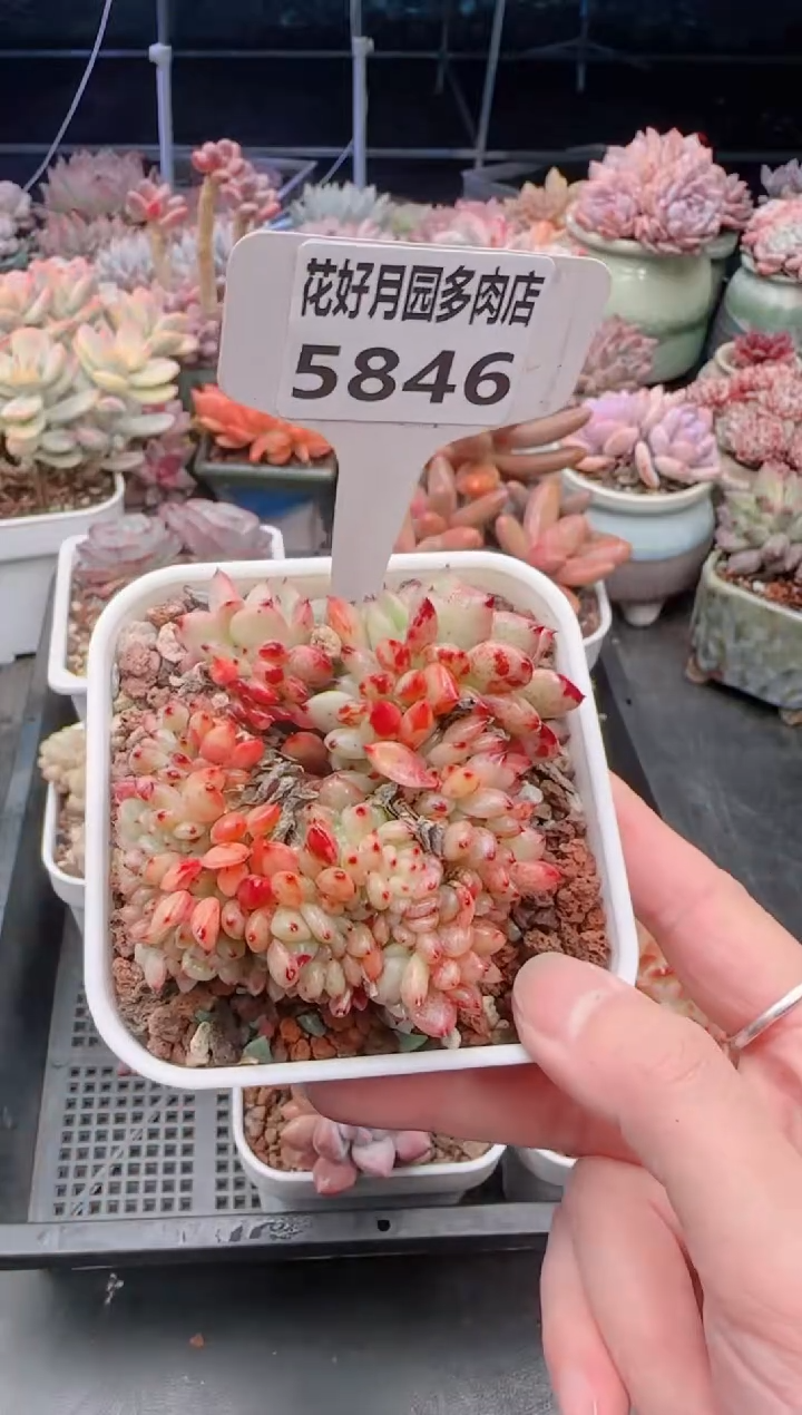 【闪购商品】5846芬迪缀化