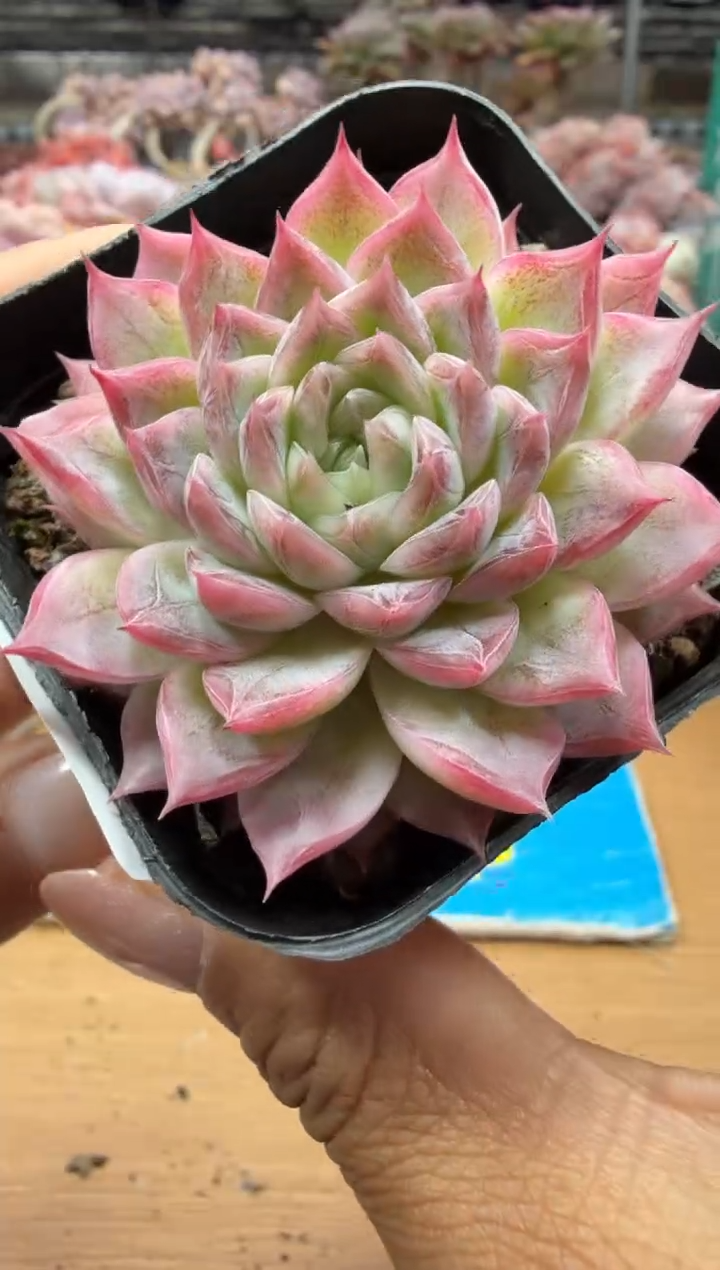 东云多肉园二店-67