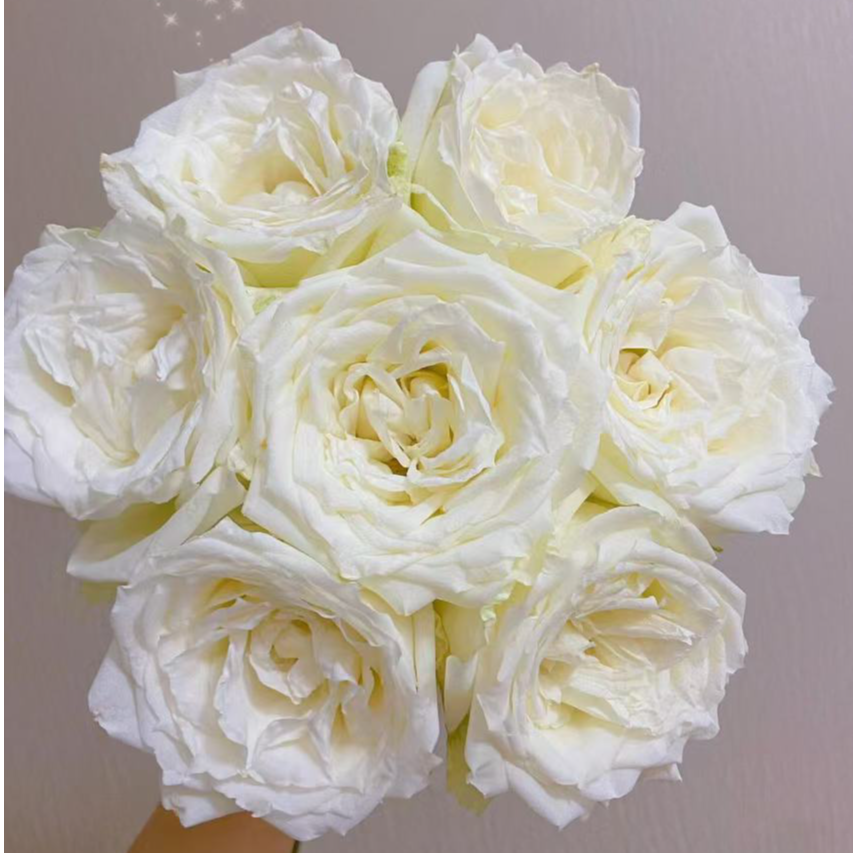 欣然专属『坦尼克10支』家居养花鲜花批发直播 全场两单顺丰包邮次日达 养护教程联系客服