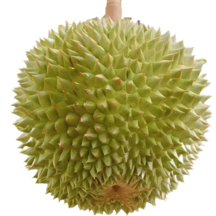 【液氮黑刺 D200】 马来西亚 液氮黑刺D200榴莲 口感香甜软糯 核大 