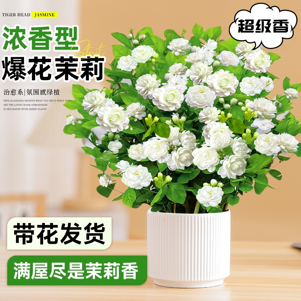 u银丝茉莉花室内外绿植阳台茉莉花卉茉莉花盆栽庭院窗台观花植物