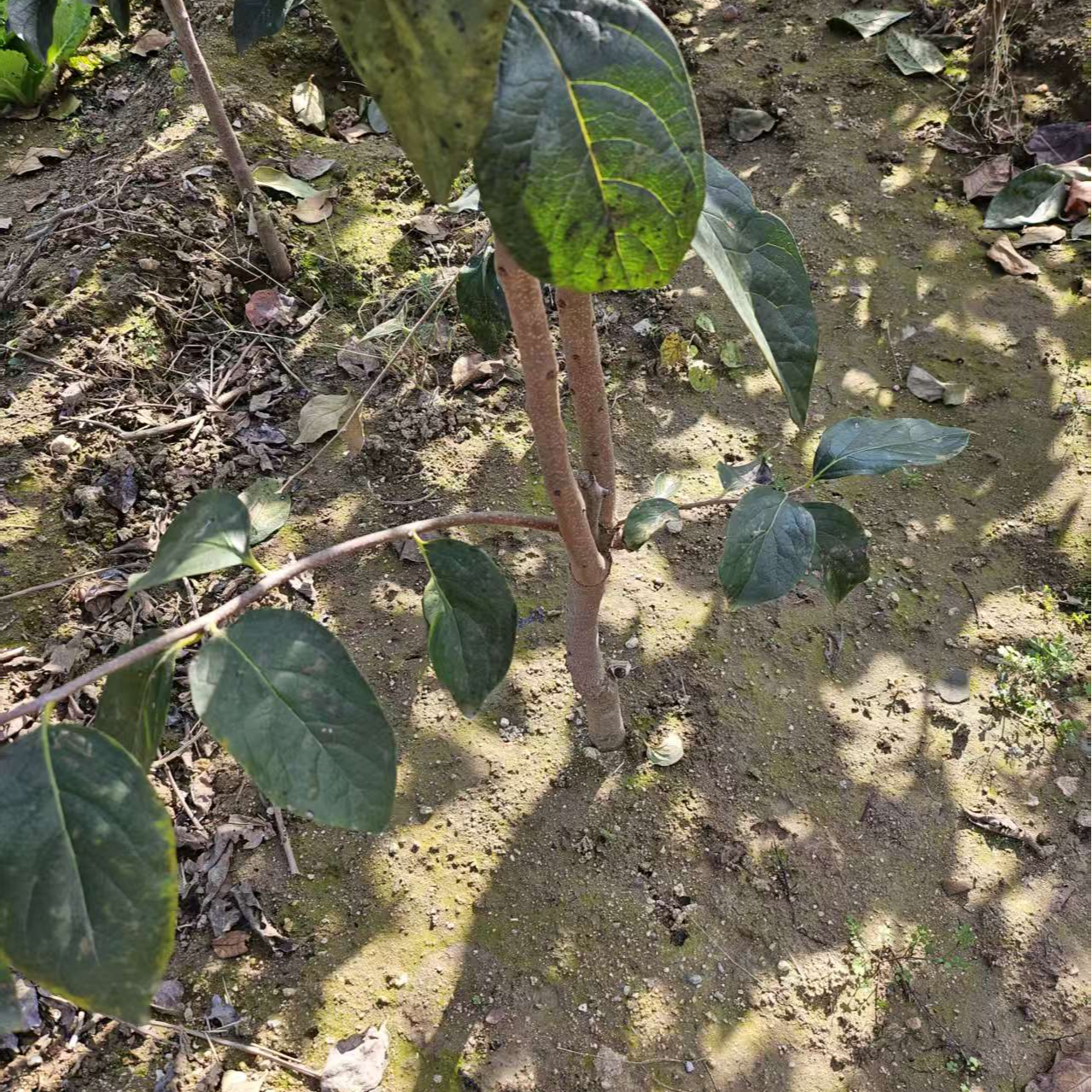 嫁接脆甜盆栽地栽庭院种植阳台水果树苗