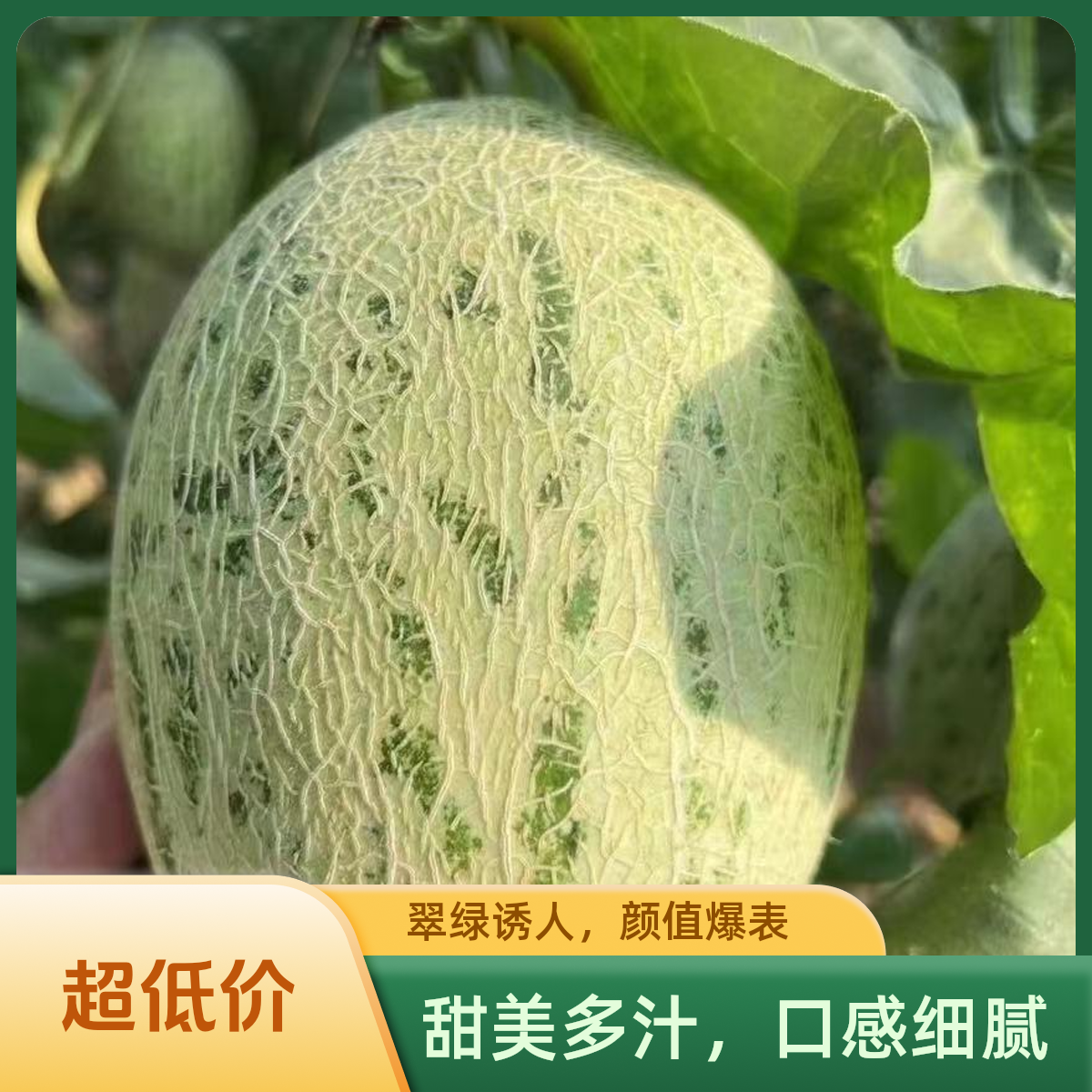 【青蛙王子蜜瓜】份/1颗仅限柳林离石中阳可拍新鲜云南省