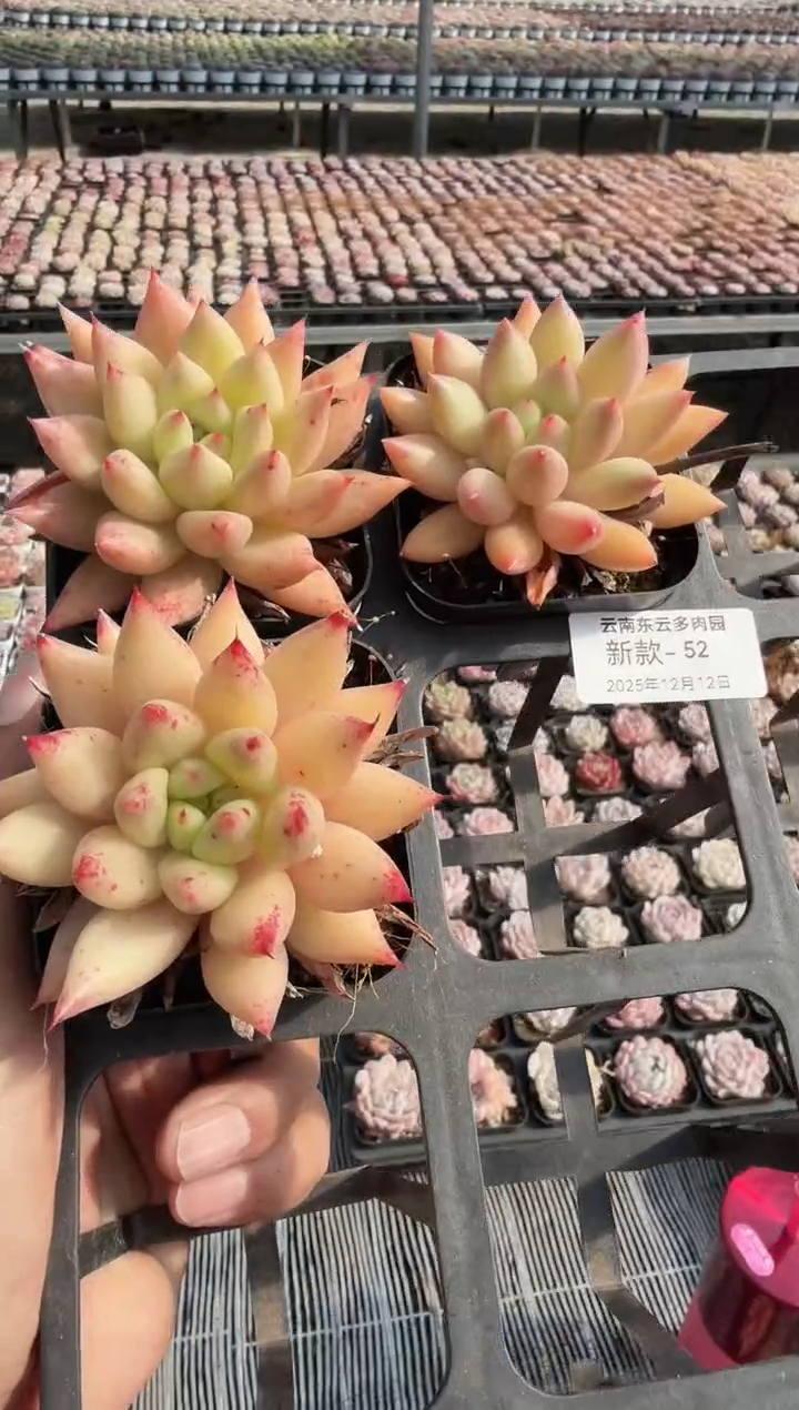 东云多肉园新款-52（其中一棵）