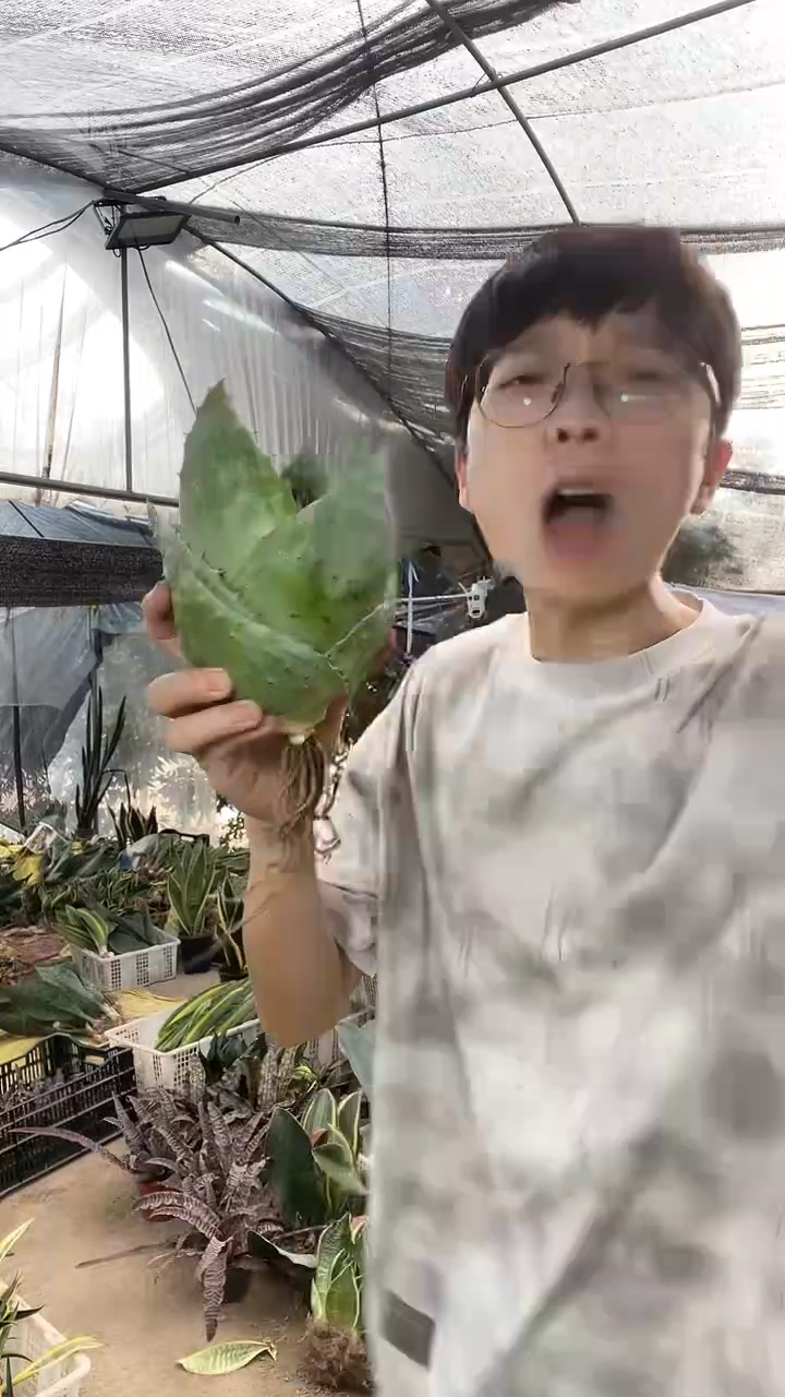 元宝芦荟脱土15.8