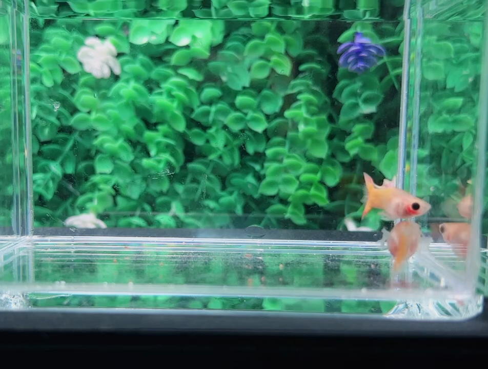 孔雀鱼精挑精品孔雀鱼