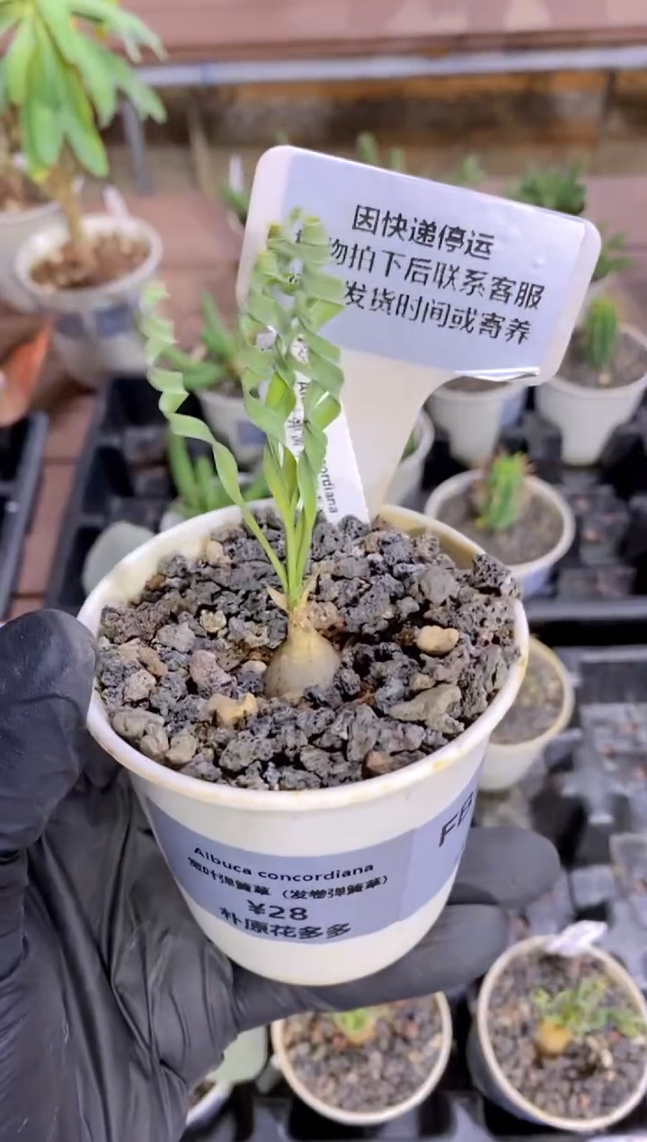 【闪购商品】弹簧草FB-511