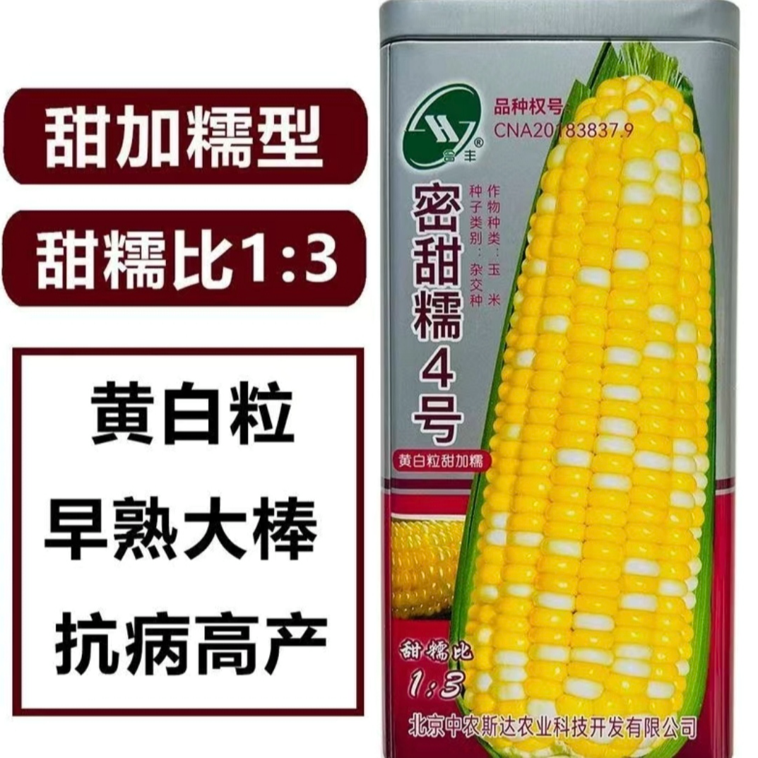 【国审超甜双色甜加糯玉米种】密甜糯4号 加甜糯矮杆早熟大棒抗旱寒