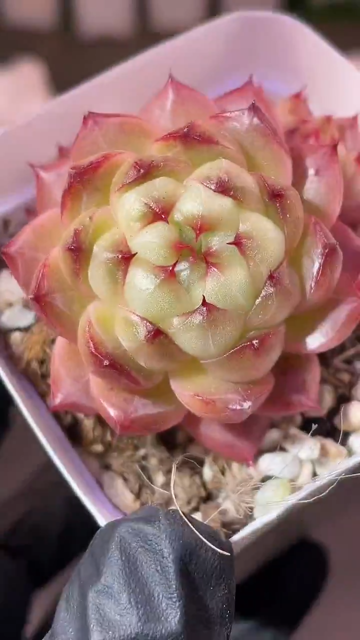 34-63 混元珠群4-5厘米不包整散量拍发一颗