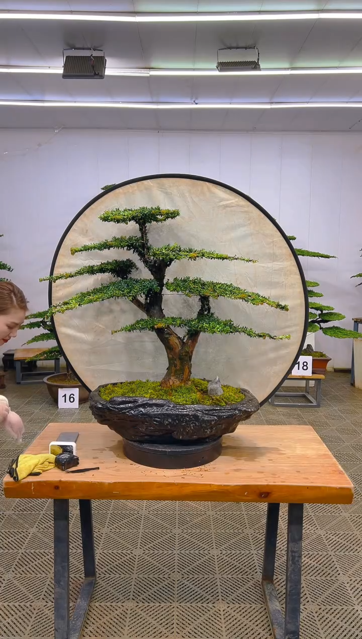 无花朵一物一拍一物一拍