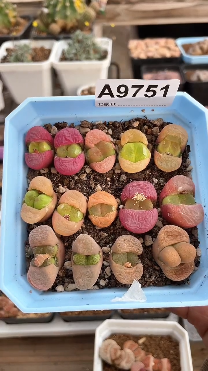 【闪购商品】9751直播一物一拍