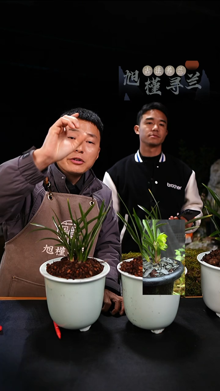 当前无花栽培后可以开花用****4春兰绿云（5苗草带花苞）内部价