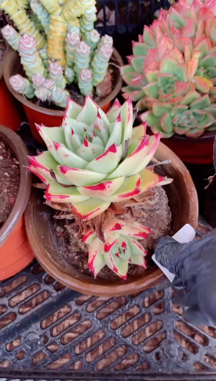疍****坊多肉植物一物一拍21099
