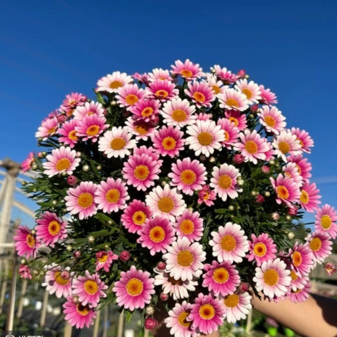 【玛格丽特可爱粉】盆栽花苗耐热耐寒多年生植物  新手易养护 蒋