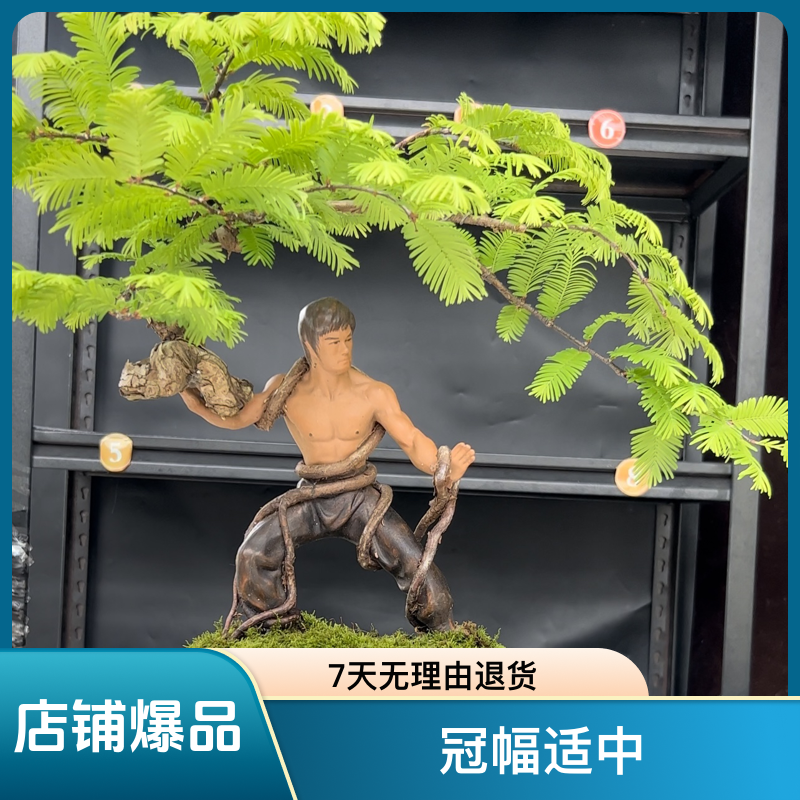 一物一拍李小龙黄飞鸿公仔附水杉造型盆景桌面室内
