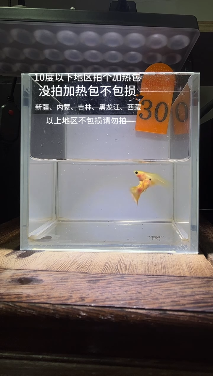 孔雀鱼幻彩玻璃猫短体编号