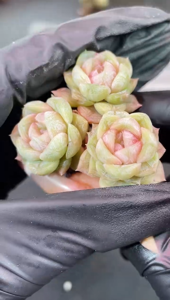 闪购2011  朝雾群多肉一颗   