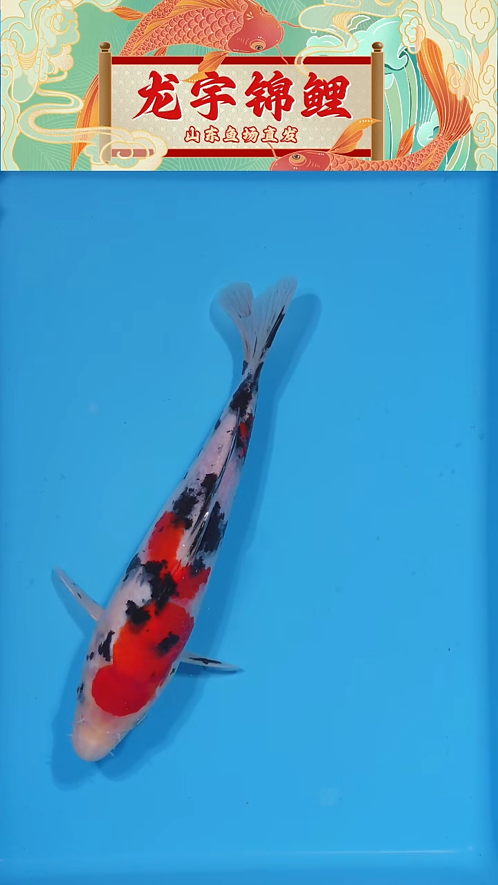 锦鲤2025122505大正23公分