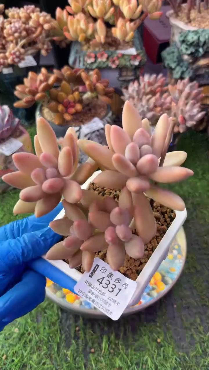 昆明印象多肉4331