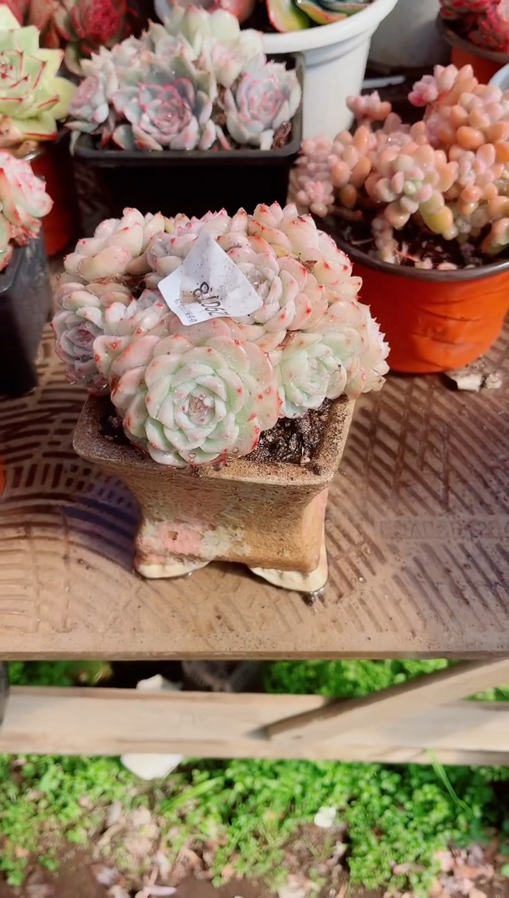 米***u跃跃精品多肉29078